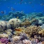 Snorkeling trip to the three pools