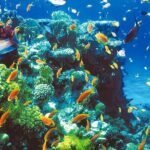 Snorkeling trip to the blue hole