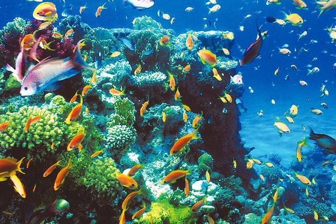 c9 (2) Snorkeling trip to the blue hole - Imagen 1