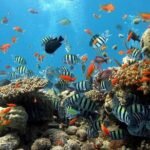 Ras Mohamed national park by boat